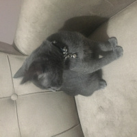 Mavi Rus, Kedi  neco fotoğrafı