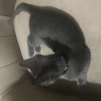 Mavi Rus, Kedi  neco fotoğrafı