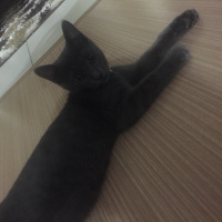 Mavi Rus, Kedi  neco fotoğrafı