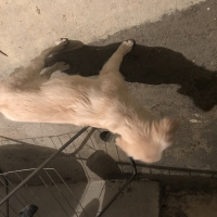 Golden Retriever, Köpek  Rita ice fotoğrafı