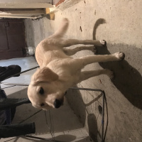 Golden Retriever, Köpek  Rita ice fotoğrafı
