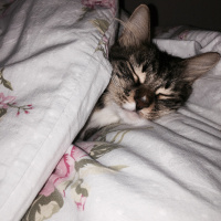 Tekir Kedi, Kedi  MırmırSu fotoğrafı