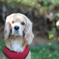Amerikan Cocker Spaniel, Köpek  Kiara fotoğrafı