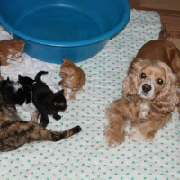Amerikan Cocker Spaniel, Köpek  Kiara fotoğrafı