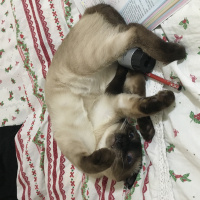 Siyam Kedisi, Kedi  Lokum fotoğrafı
