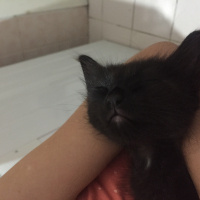 Tuxedo (Smokin) Kedi, Kedi  Pascal fotoğrafı