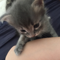 Oriental Longhair, Kedi  Pepe fotoğrafı