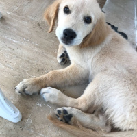 Golden Retriever, Köpek  Golden fotoğrafı