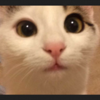 Tekir Kedi, Kedi  Coconut fotoğrafı