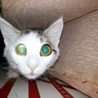 Tekir Kedi, Kedi  Coconut fotoğrafı
