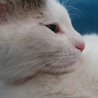 Tekir Kedi, Kedi  Coconut fotoğrafı