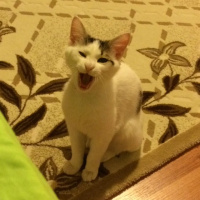 Tekir Kedi, Kedi  Coconut fotoğrafı