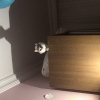 Tekir Kedi, Kedi  Coconut fotoğrafı
