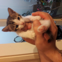 Soke, Kedi  4 kardeş( bık bık-D-, hanım-D-, muşmuk-D, bıdık-E) fotoğrafı