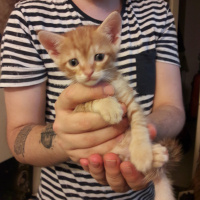 Soke, Kedi  4 kardeş( bık bık-D-, hanım-D-, muşmuk-D, bıdık-E) fotoğrafı