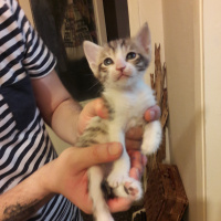Soke, Kedi  4 kardeş( bık bık-D-, hanım-D-, muşmuk-D, bıdık-E) fotoğrafı