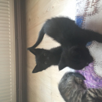 Tekir Kedi, Kedi  Lucy fotoğrafı