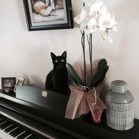 Bombay, Kedi  Ra fotoğrafı