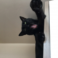 Bombay, Kedi  Ra fotoğrafı