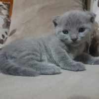 British Shorthair, Kedi  Yavru British fotoğrafı