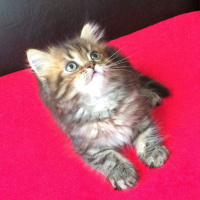 İran Kedisi (Persian), Kedi  bade fotoğrafı