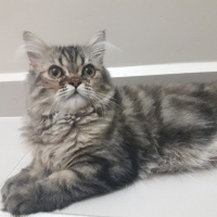 İran Kedisi (Persian), Kedi  bade fotoğrafı