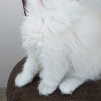 İran Kedisi (Persian), Kedi  Paşa fotoğrafı