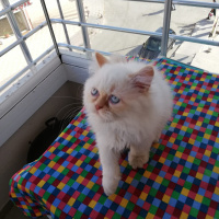 İran Kedisi (Persian), Kedi  Paşa fotoğrafı
