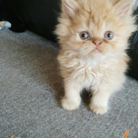 İran Kedisi (Persian), Kedi  Paşa fotoğrafı
