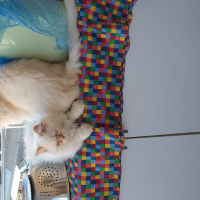 İran Kedisi (Persian), Kedi  Paşa fotoğrafı