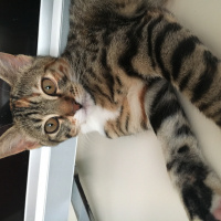 Tekir Kedi, Kedi  Bebek Kızım fotoğrafı
