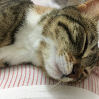 Tekir Kedi, Kedi  Bebek Kızım fotoğrafı