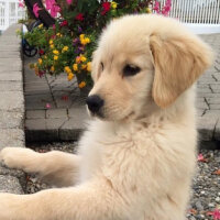 Golden Retriever, Köpek  Kuku fotoğrafı