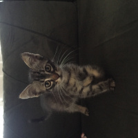 Tekir Kedi, Kedi  Umut fotoğrafı