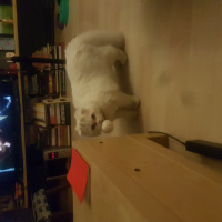 Scottish Fold, Kedi  Tombi fotoğrafı
