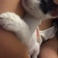 Tekir Kedi, Kedi  Lucky fotoğrafı
