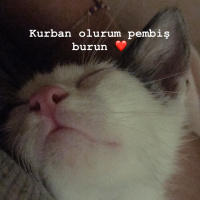 Tekir Kedi, Kedi  Lucky fotoğrafı