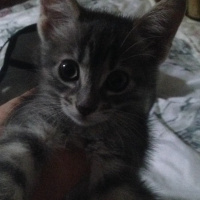 Tekir Kedi, Kedi  gümüş fotoğrafı