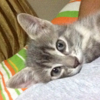Tekir Kedi, Kedi  gümüş fotoğrafı
