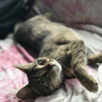 Tekir Kedi, Kedi  Çeçilya fotoğrafı