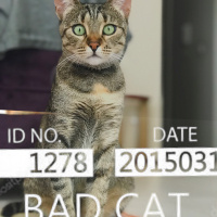Tekir Kedi, Kedi  Çeçilya fotoğrafı