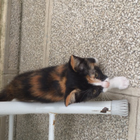 Bombay, Kedi  adı yoktur fotoğrafı