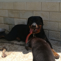 Rottweiler, Köpek  Maya fotoğrafı