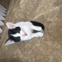 Bombay, Kedi  adı yok fotoğrafı