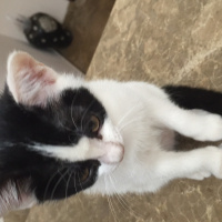 Bombay, Kedi  adı yok fotoğrafı