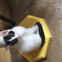 Bombay, Kedi  adı yok fotoğrafı