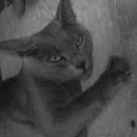 Mavi Rus, Kedi  Duman fotoğrafı