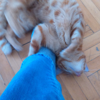 Tekir Kedi, Kedi  Sarı fotoğrafı