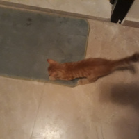 Tekir Kedi, Kedi  Linda fotoğrafı