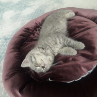 British Shorthair, Kedi  Üzüm fotoğrafı